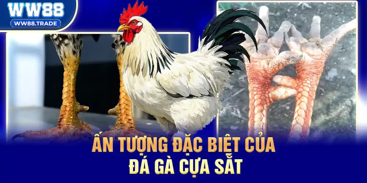 Ấn tượng đặc biệt của Đá Gà Cựa Sắt dịp Tết