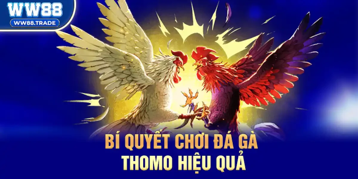 í Quyết Chơi Đá Gà Thomo Hiệu Quả, Tăng Tỷ Lệ Thắng Lớn