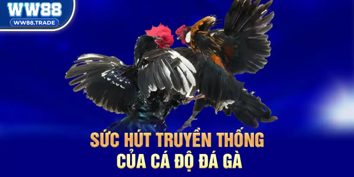 Sức hút truyền thống của Cá Độ Đá Gà trong dịp Tết